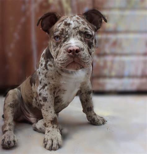 micro bully puppy for sale|female pocket bully for sale.